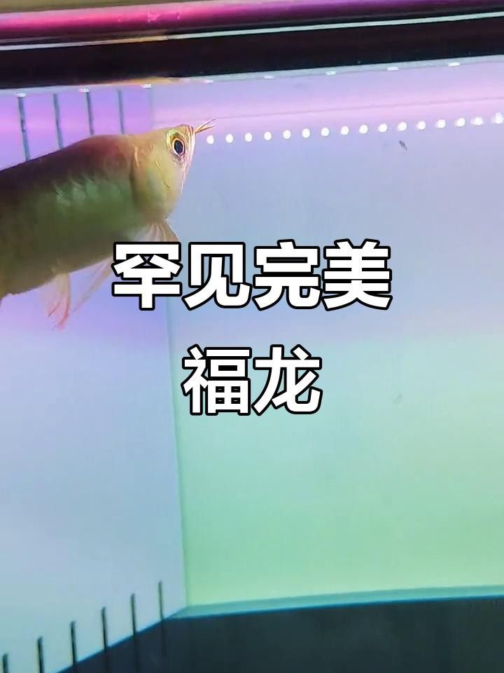 介紹一下福龍王魚的價格范圍
