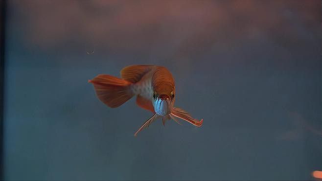 介紹一下福龍王魚的價格范圍
