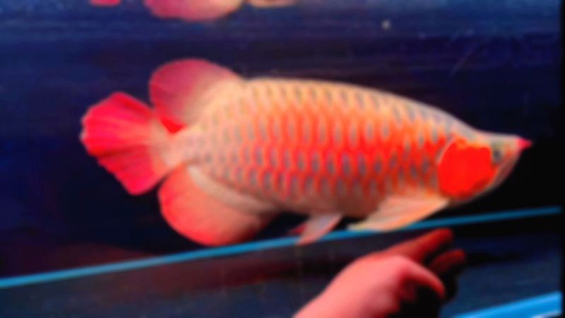 介紹一下福龍王魚的價格范圍