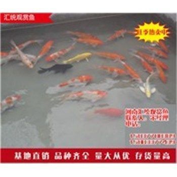 龍魚繁殖水溫控制技巧：如何通過調整魚缸內的水溫度來控制龍魚繁殖環境 龍魚繁殖水溫控制技巧：如何通過調整魚缸內的水溫度來控制龍魚繁殖環境 龍魚百科 第5張
