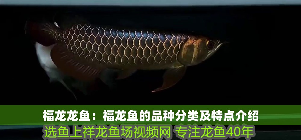 福龍龍魚：福龍魚的品種分類及特點介紹
