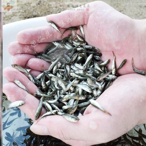 血紅龍魚苗多少錢一條啊圖片 血紅龍魚苗多少錢一條啊圖片 龍魚百科 第2張