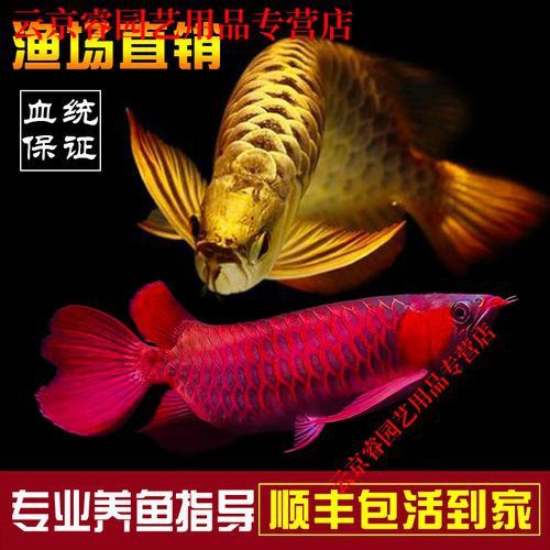 血紅龍魚苗多少錢一條啊圖片 血紅龍魚苗多少錢一條啊圖片 龍魚百科 第17張