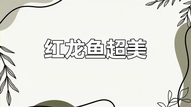 血紅龍魚苗多少錢一條啊圖片 血紅龍魚苗多少錢一條啊圖片 龍魚百科 第30張