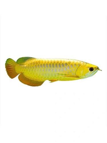 血紅龍魚苗多少錢一條啊圖片 血紅龍魚苗多少錢一條啊圖片 龍魚百科 第23張