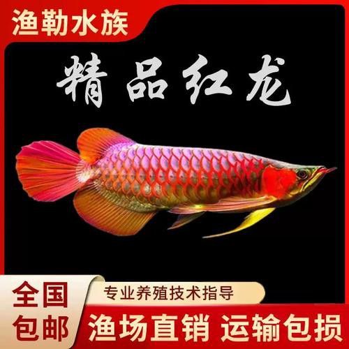 血紅龍魚苗多少錢一條啊圖片 血紅龍魚苗多少錢一條啊圖片 龍魚百科 第26張