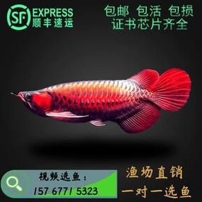 血紅龍魚苗多少錢一條啊圖片 血紅龍魚苗多少錢一條啊圖片 龍魚百科 第25張