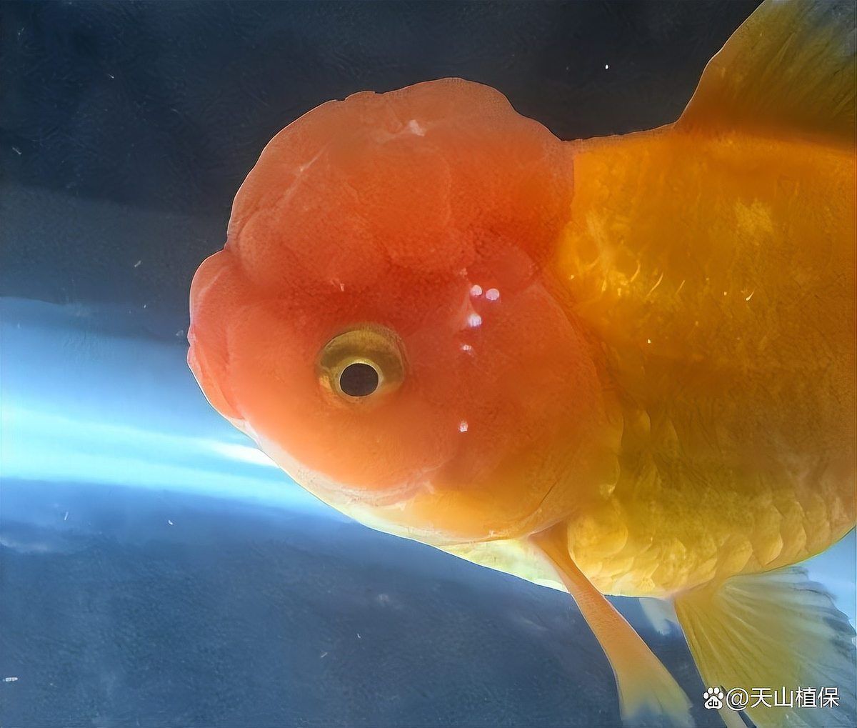 金魚身上有白色霜狀怎么治