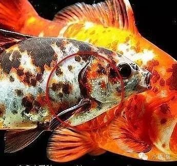 金龍魚怎么分辨雌雄（金龍魚的雌雄分辨）