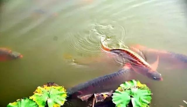 龍魚怎么養長得快：怎么養龍魚長得快