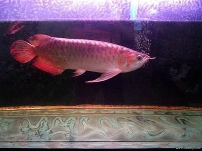 一條紅龍魚大概要多少錢（紅龍魚的價格因其品種、品相、基因等因素有很大差異）