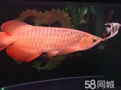 一條紅龍魚大概要多少錢（紅龍魚的價格因其品種、品相、基因等因素有很大差異）