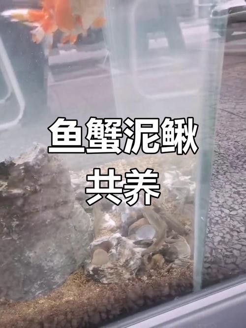 地圖魚能和金龍魚混養嗎圖片