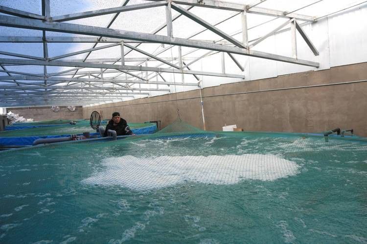 地圖魚能和金龍魚混養嗎圖片