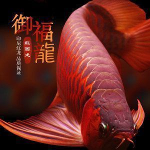 紅龍魚高清彩鉛：紅龍魚彩鉛畫法教程,彩鉛繪制紅龍魚高清插畫素材