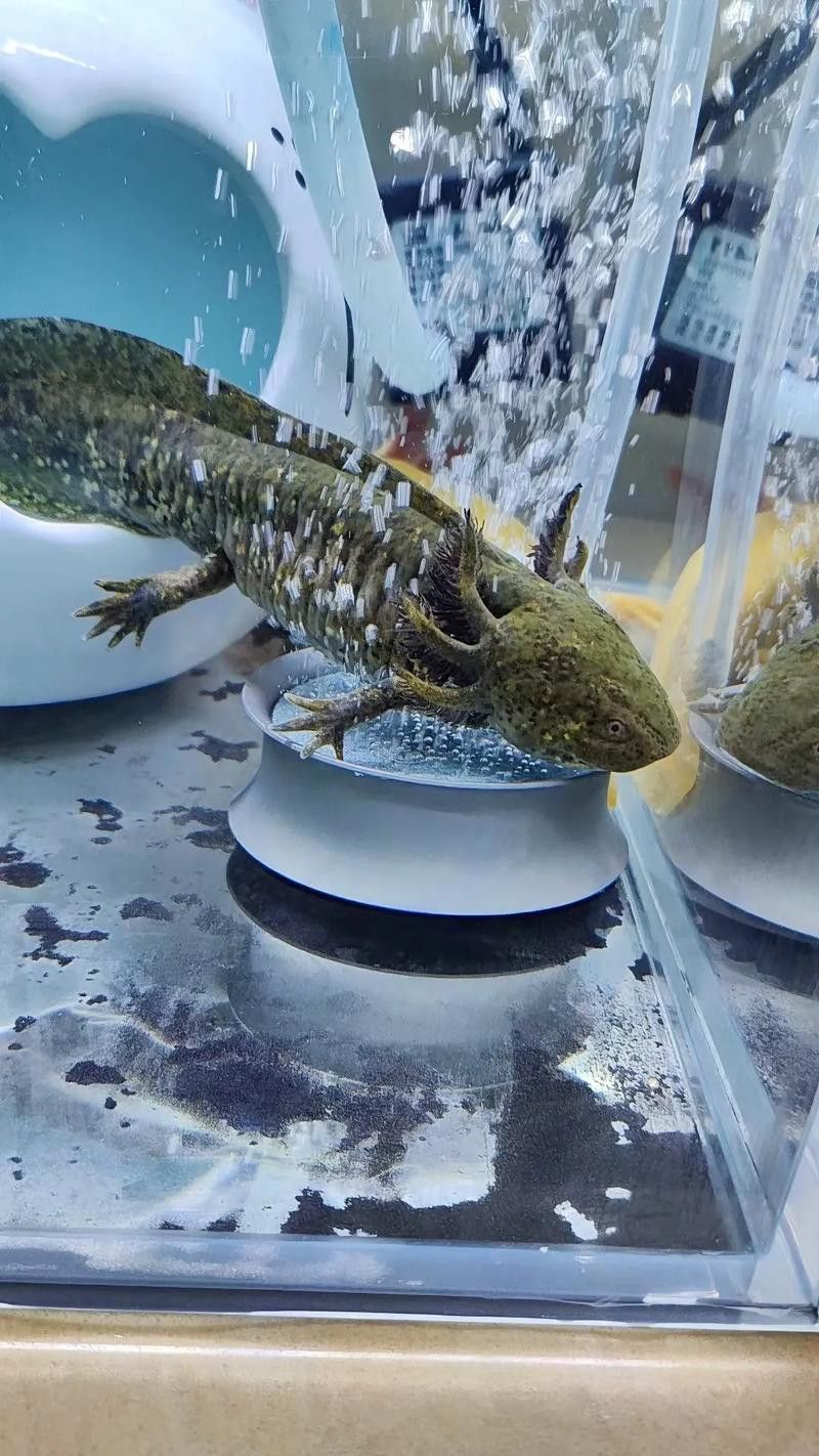 恐龍魚(yú)有幾種顏色的圖片