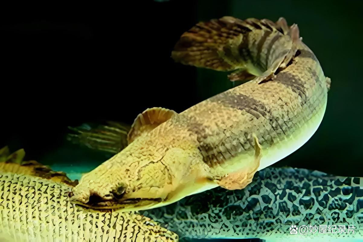 恐龍魚(yú)有幾種顏色的圖片