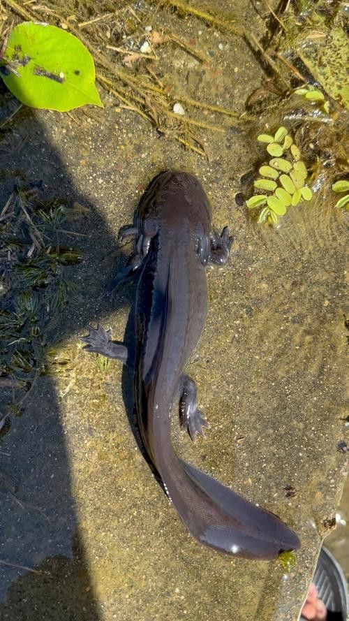 恐龍魚(yú)有幾種顏色的圖片