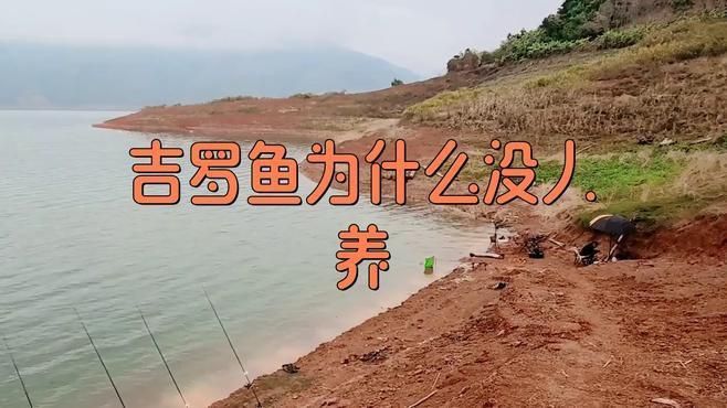 藍(lán)吉羅魚(yú)為何不建議養(yǎng)