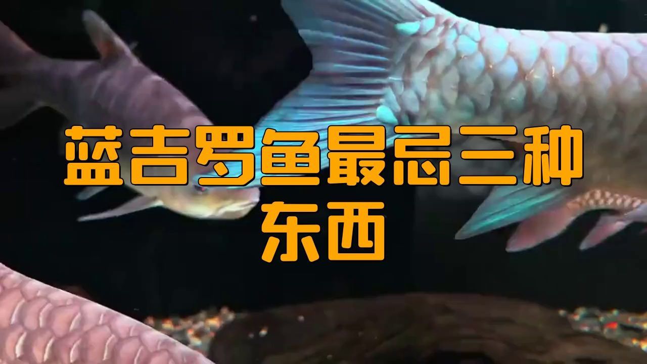 藍(lán)吉羅魚(yú)為何不建議養(yǎng)