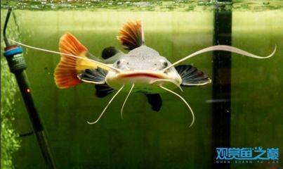 龍魚和招財貓的區別，招財貓魚的選購指南，風水學中龍魚的擺放位置，招財貓魚的繁殖方法 龍魚和招財貓的區別，招財貓魚的選購指南，風水學中龍魚的擺放位置，招財貓魚的繁殖方法 龍魚百科 第4張