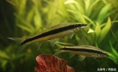 紅龍魚如何飼養視頻大全圖解教程（紅龍魚如何飼養視頻大全圖解教程下載）