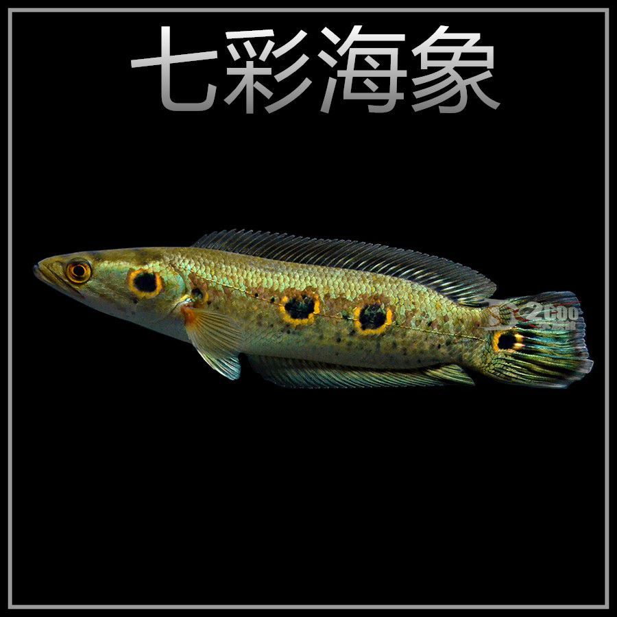 龍魚的配魚都有什么魚吃：龍魚混養水質管理技巧