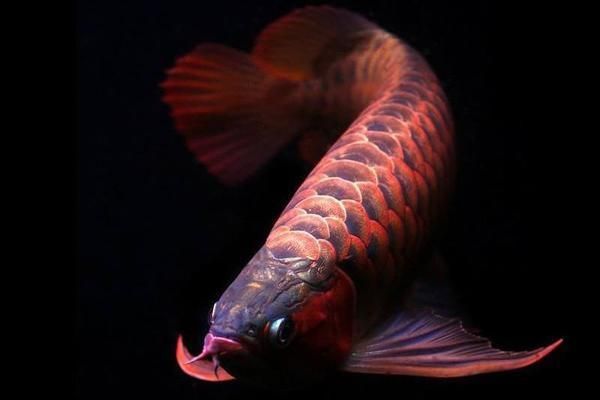金龍魚撞暈了怎么辦：金龍魚撞暈了怎么辦，采取以下措施
