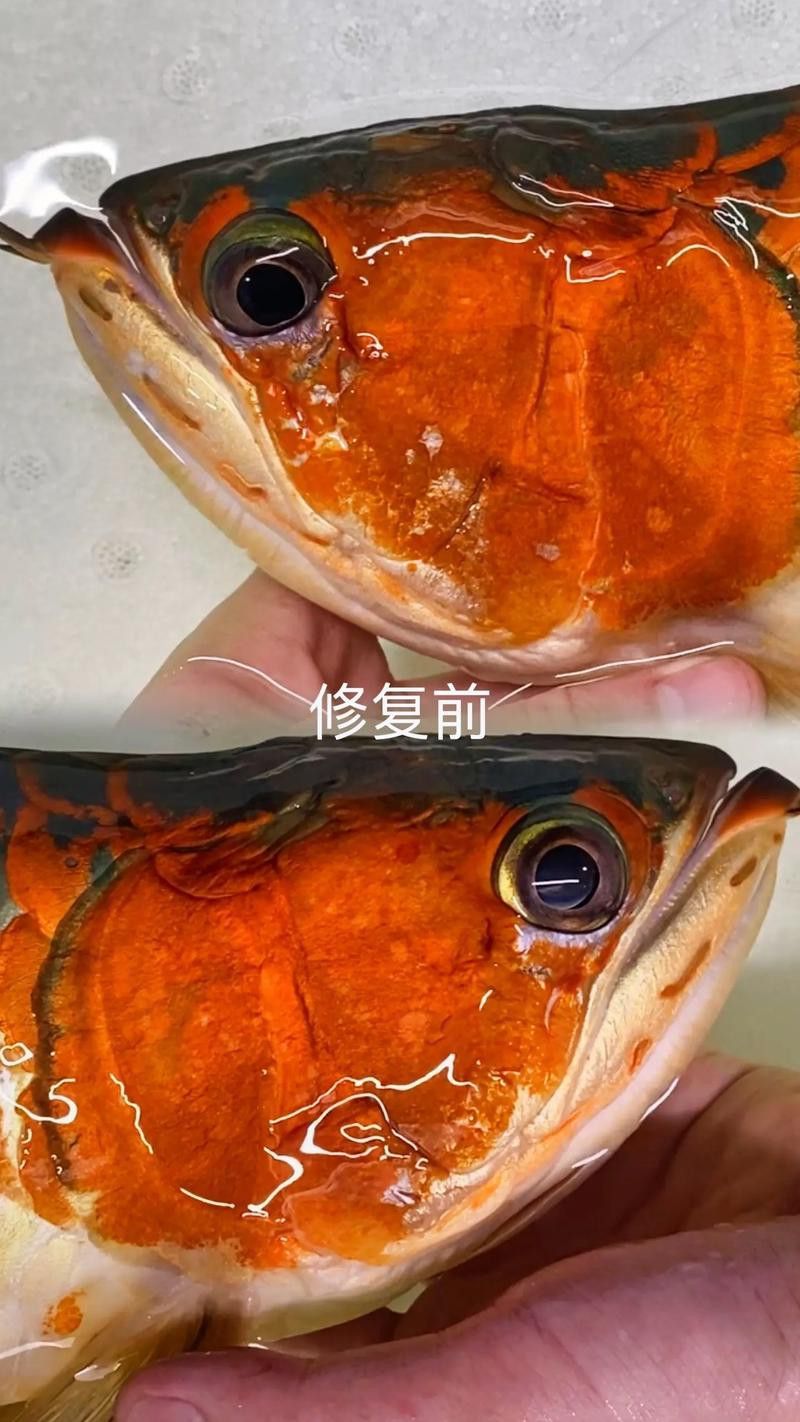 大龍魚的圖片大全高清 大龍魚的圖片大全高清 龍魚百科 第30張
