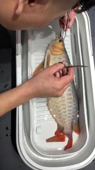 大龍魚的圖片大全高清 大龍魚的圖片大全高清 龍魚百科 第36張