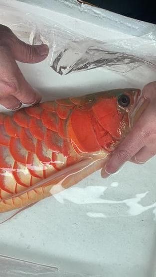 大龍魚的圖片大全高清 大龍魚的圖片大全高清 龍魚百科 第32張
