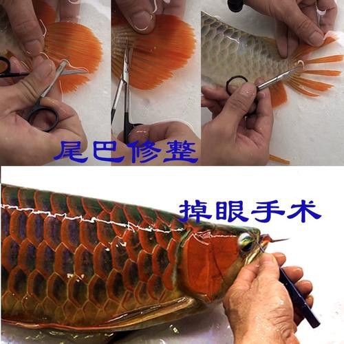 大龍魚的圖片大全高清 大龍魚的圖片大全高清 龍魚百科 第34張