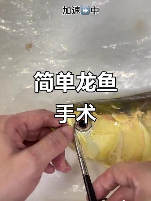 大龍魚的圖片大全高清 大龍魚的圖片大全高清 龍魚百科 第37張
