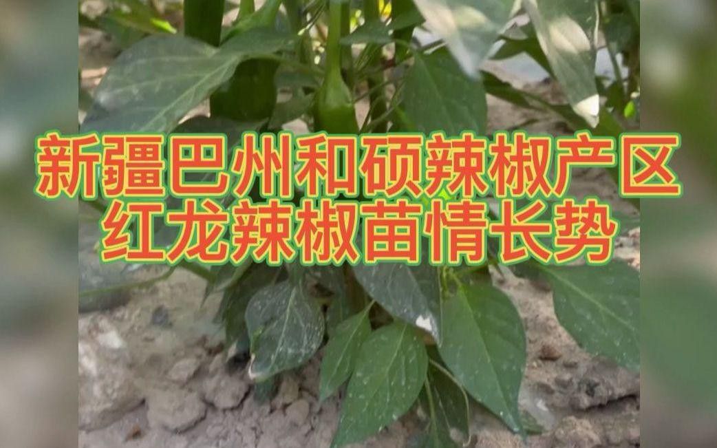 辣椒紅龍的市場需求如何？