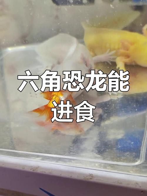 恐龍魚進食視頻大全圖片