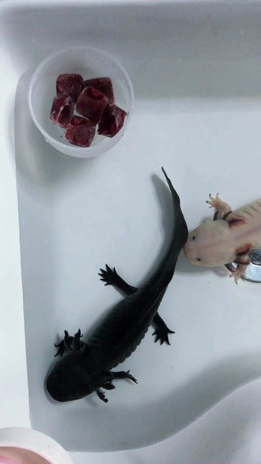 恐龍魚進食視頻大全圖片