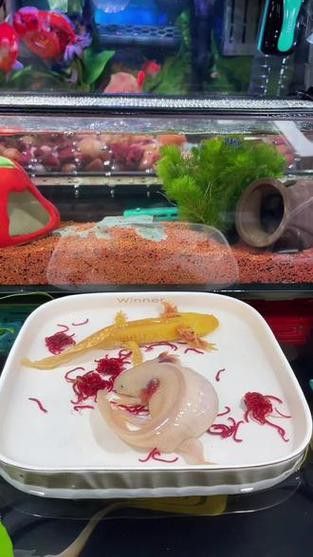 恐龍魚進食視頻大全圖片