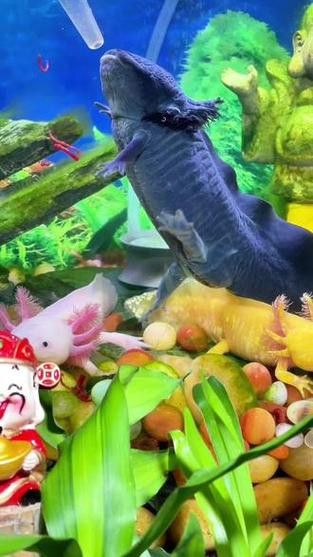 恐龍魚進食視頻大全圖片