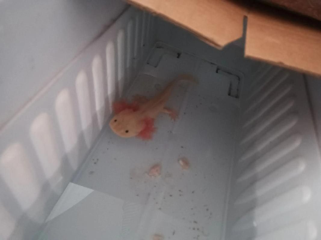 恐龍魚進食視頻大全圖片