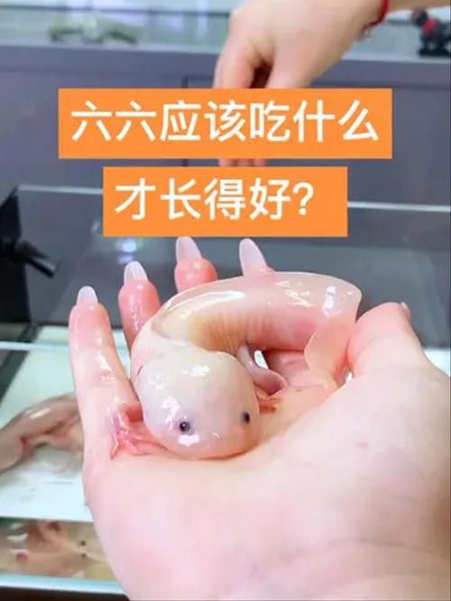 恐龍魚進食視頻大全圖片