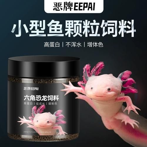 恐龍魚進食視頻大全圖片
