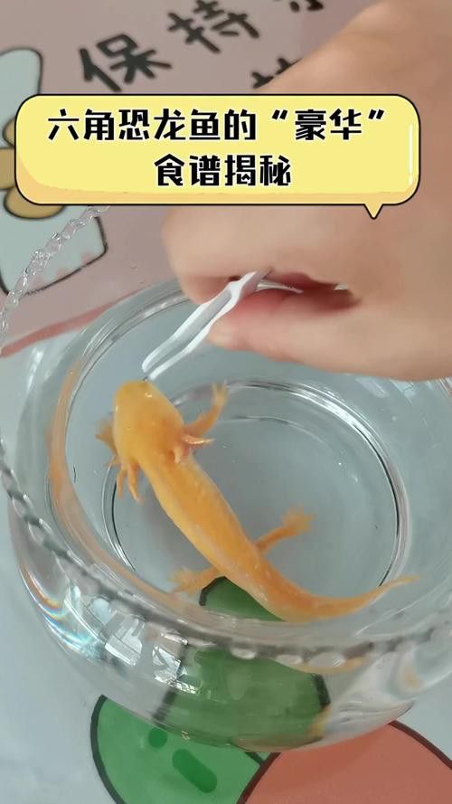 恐龍魚進食視頻大全圖片