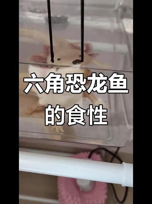 恐龍魚進食視頻大全圖片