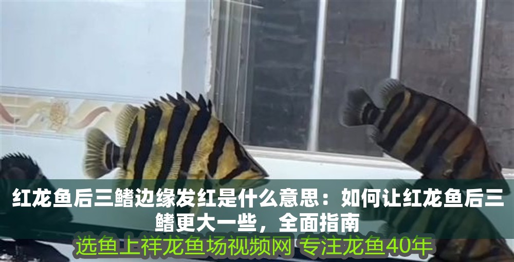 紅龍魚后三鰭邊緣發紅是什么意思：如何讓紅龍魚后三鰭更大一些，全面指南 紅龍魚后三鰭邊緣發紅是什么意思：如何讓紅龍魚后三鰭更大一些，全面指南 龍魚百科 第1張