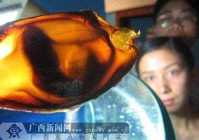 紅龍魚后三鰭邊緣發紅是什么意思：如何讓紅龍魚后三鰭更大一些，全面指南 紅龍魚后三鰭邊緣發紅是什么意思：如何讓紅龍魚后三鰭更大一些，全面指南 龍魚百科 第2張