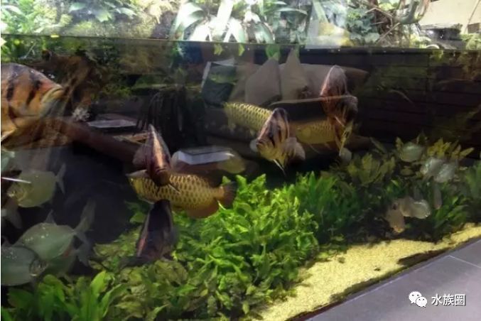 龍魚 水草：龍魚缸可以種水草嗎