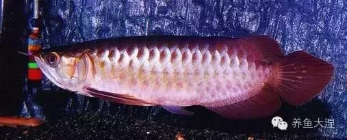 世界上最貴的觀賞魚，天價血紅龍魚被日本人買走：世界上最貴的觀賞魚