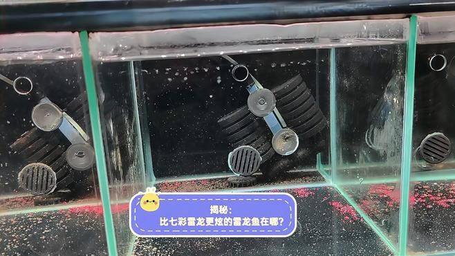 越南有什么雷龍魚品種