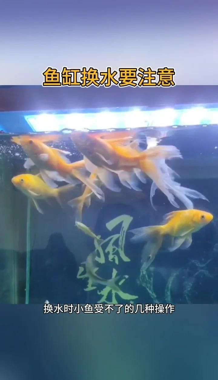 小火龍換水時(shí)需要注意什么？ 小火龍換水時(shí)需要注意什么？ 龍魚百科 第4張
