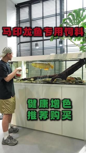 紅龍魚增色飼料有哪些牌子 紅龍魚增色飼料有哪些牌子 龍魚百科 第5張
